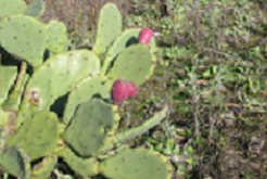 Prickly Pear
