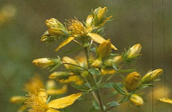 St John’s Wort flower detail
