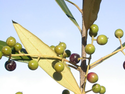 African Olive